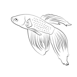 Orange Betta Fish Free Coloring Page for Kids