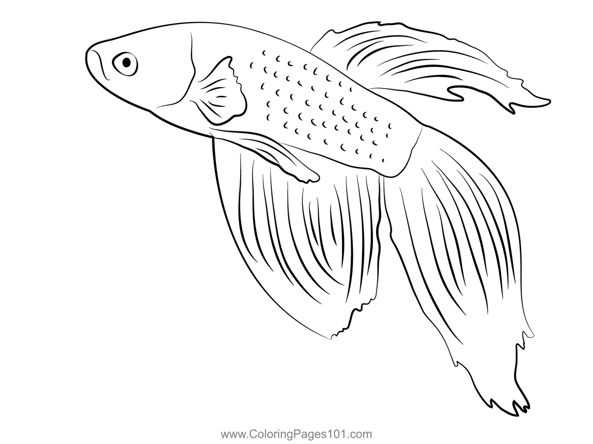 Top 73 newest betta fish coloring pages , free to print and download