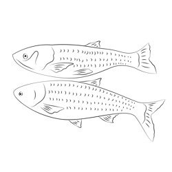 Bighead And Silver Carp Num Free Coloring Page for Kids