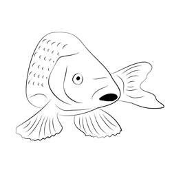 Carp Face See Free Coloring Page for Kids