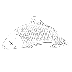 Carp Fishing Free Coloring Page for Kids