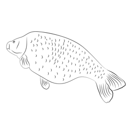 Carp Free Coloring Page for Kids