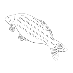 Common Carp Free Coloring Page for Kids