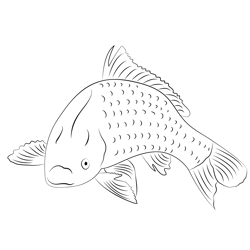 Fish Common Carp Fish Free Coloring Page for Kids