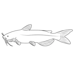 Channel Catfish Free Coloring Page for Kids