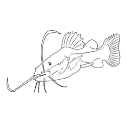 Redtail Catfish Free Coloring Page for Kids