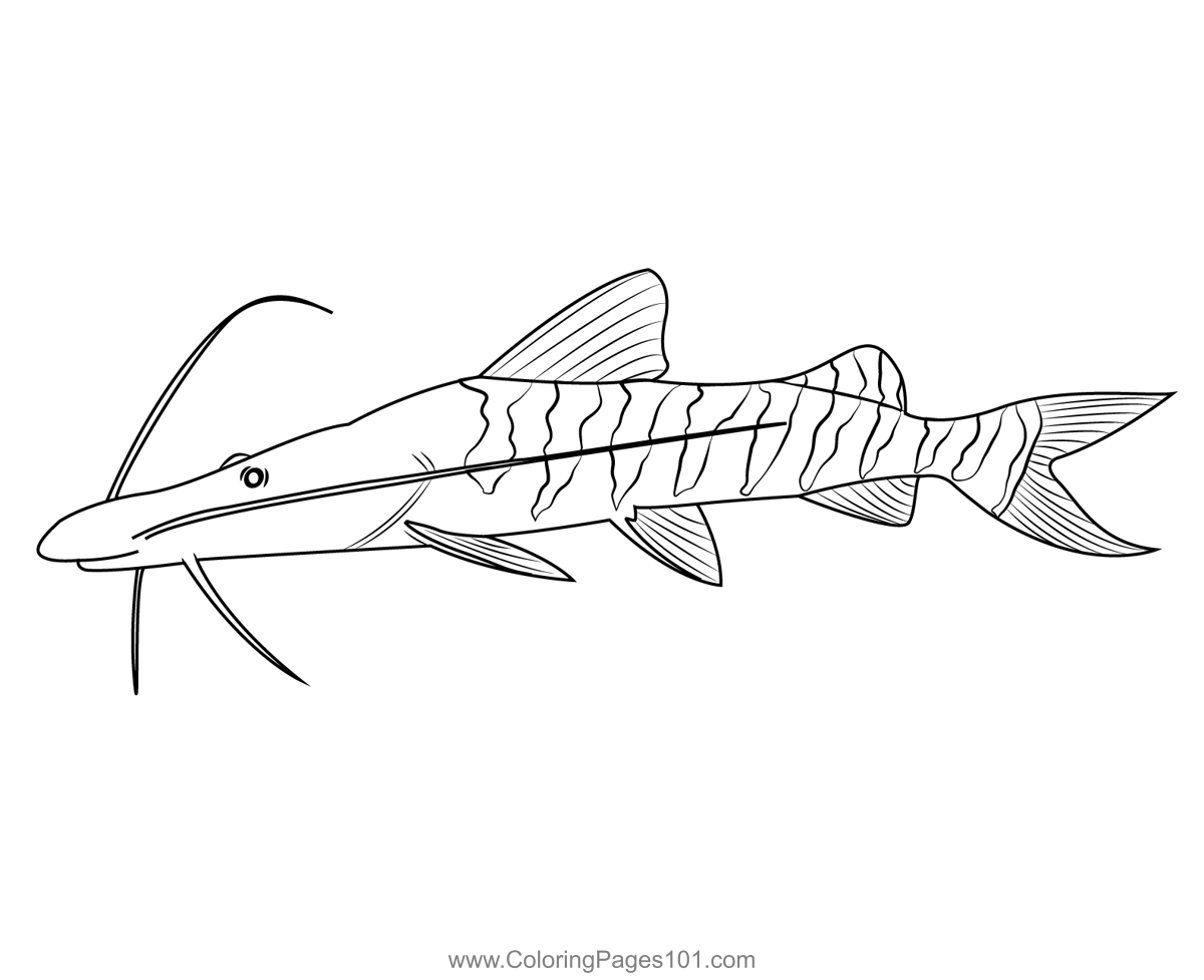 Tigrinus Catfish