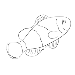 Black Clown Fish Free Coloring Page for Kids