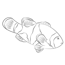 Black Onyx Clown Fish Free Coloring Page for Kids