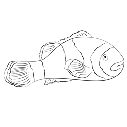 Clown Fish Aka Nemo Free Coloring Page for Kids