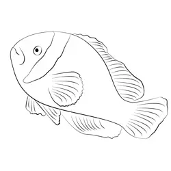Clown Fish See Up Free Coloring Page for Kids