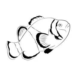 Clownfish Free Coloring Page for Kids