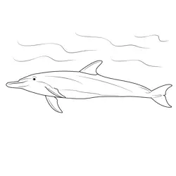 Bottlenose Dolphin Free Coloring Page for Kids