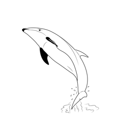 Dolphin Belly Free Coloring Page for Kids