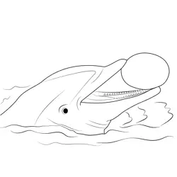 Dolphin Playing With Ball Free Coloring Page for Kids