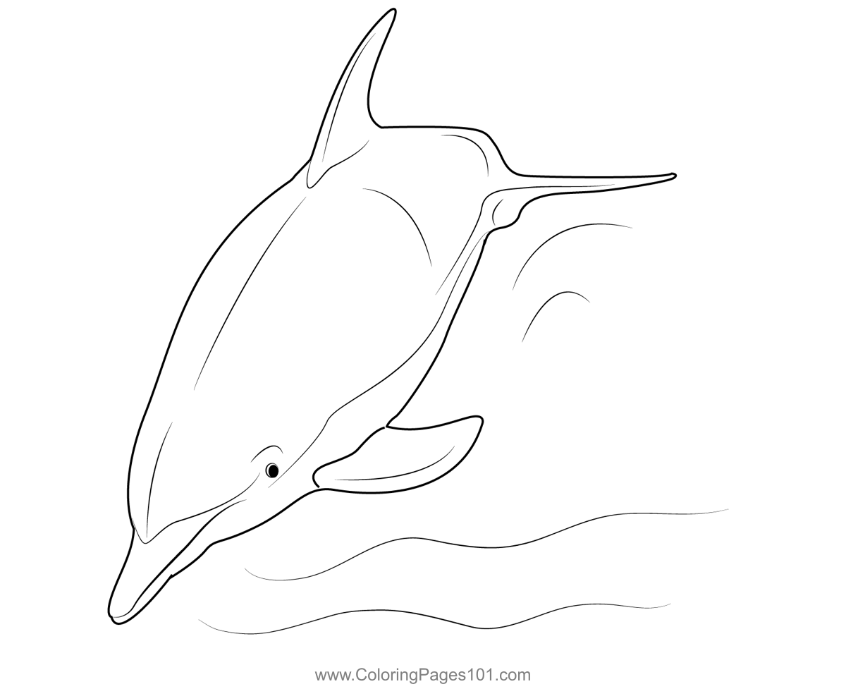 Dolphin Swimming
