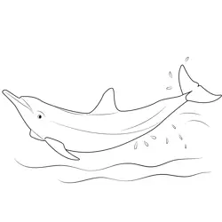 Eastern Spinner Dolphin Free Coloring Page for Kids