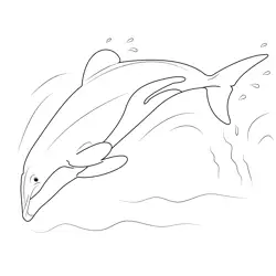 Hector Dolphin