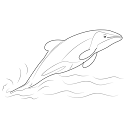 Jumping Hector Dolphin Free Coloring Page for Kids