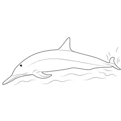 Spinner Dolphins Free Coloring Page for Kids
