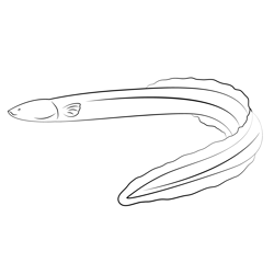 American Eel Free Coloring Page for Kids