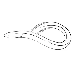 American Eels Free Coloring Page for Kids