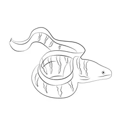Barred Moray Eel Free Coloring Page for Kids