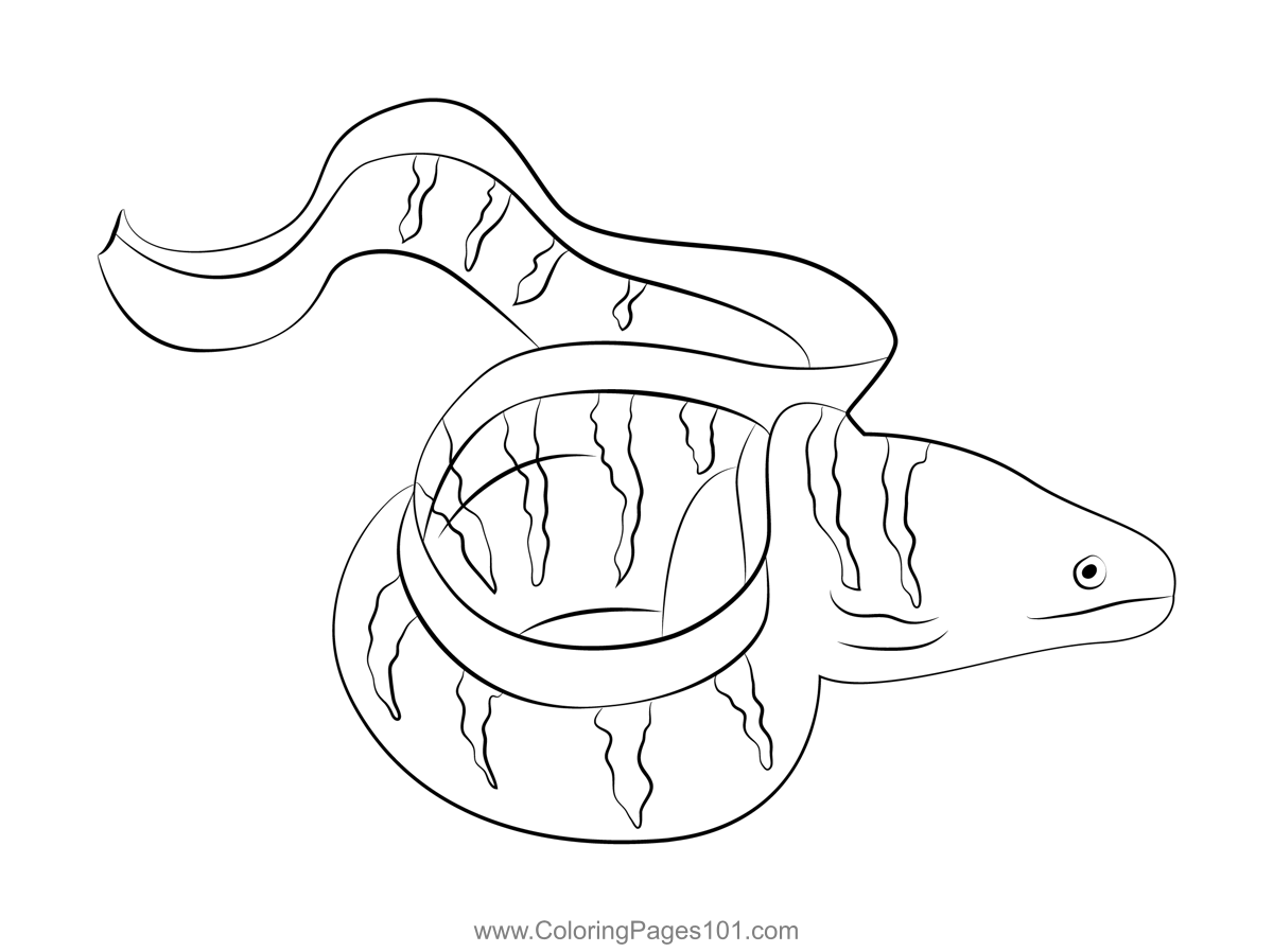 Barred Moray Eel Coloring Page for Kids - Free Eels Printable Coloring