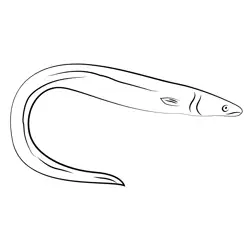 Eels Free Coloring Page for Kids