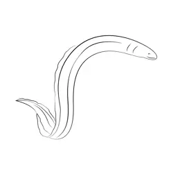 European Eel Free Coloring Page for Kids