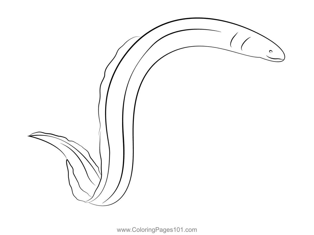 European Eel Coloring Page for Kids - Free Eels Printable Coloring
