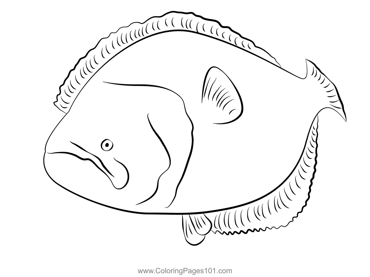 Flounder 1