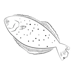 Flounder 3 Free Coloring Page for Kids