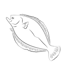 Flounder 5 Free Coloring Page for Kids