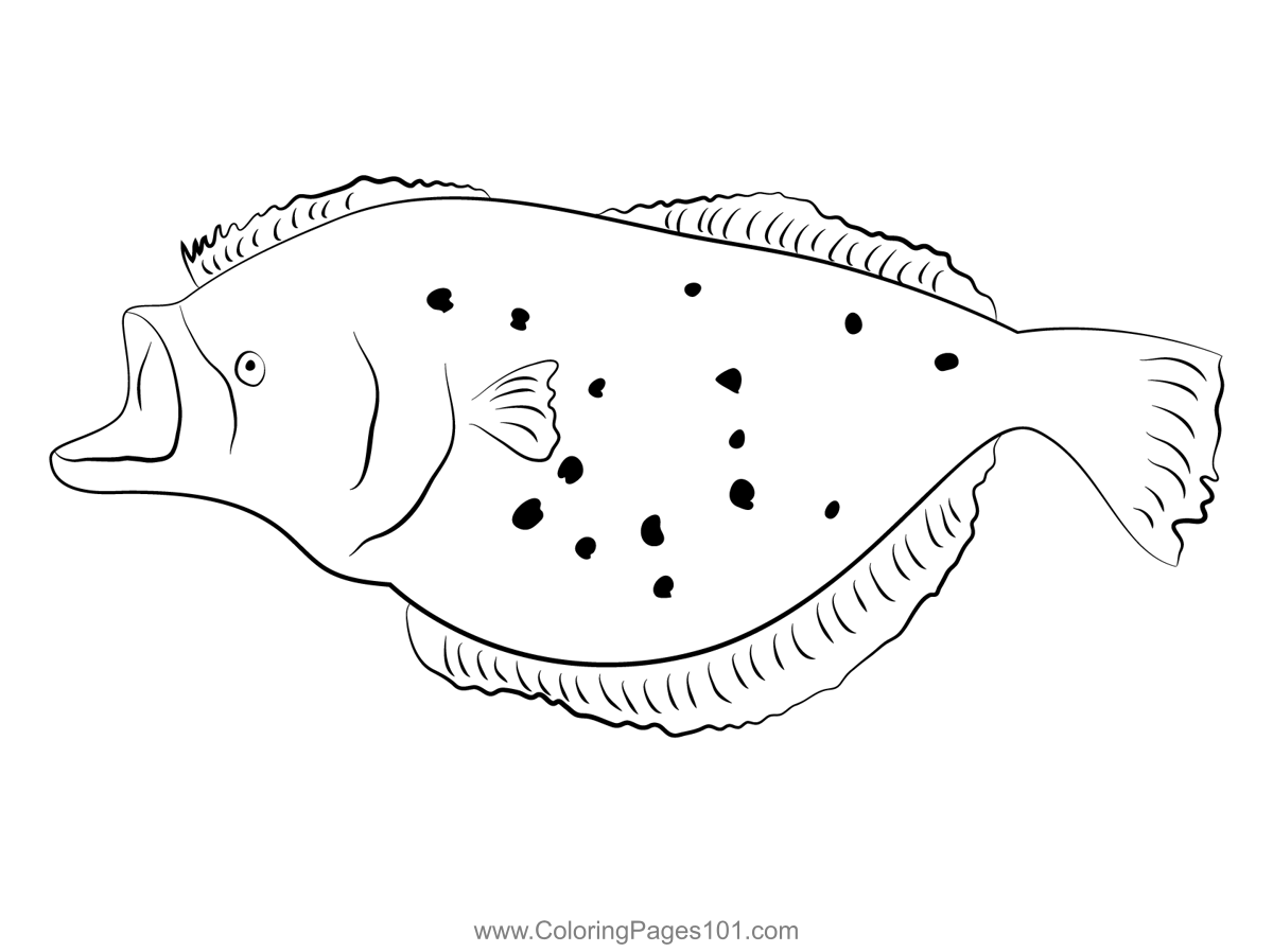 Flounder 8
