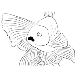 Goldfish Male See Free Coloring Page for Kids