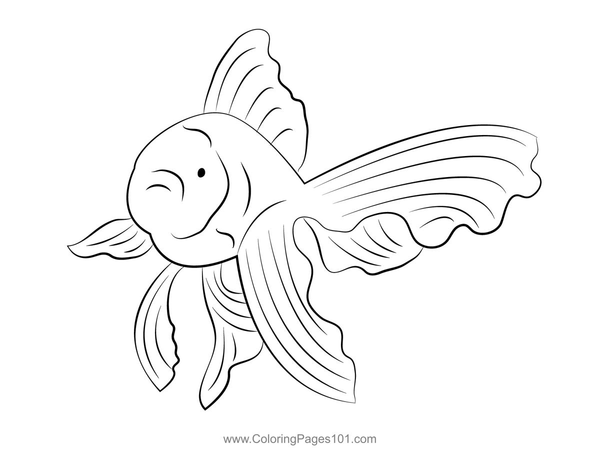 Goldfish Male