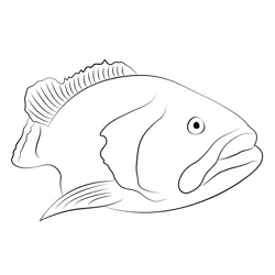 The Golden Grouper Free Coloring Page for Kids