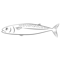 Atlantic Mackerel Fish Free Coloring Page for Kids
