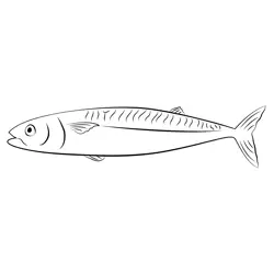 Atlantic Mackerel Fish Free Coloring Page for Kids