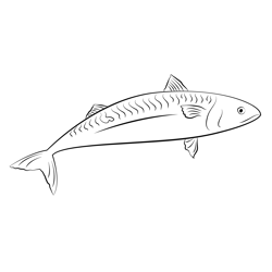 Atlantic Mackerel Scomber Scombrus Free Coloring Page for Kids