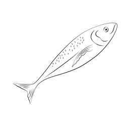 Indian Mackerel Fish Free Coloring Page for Kids