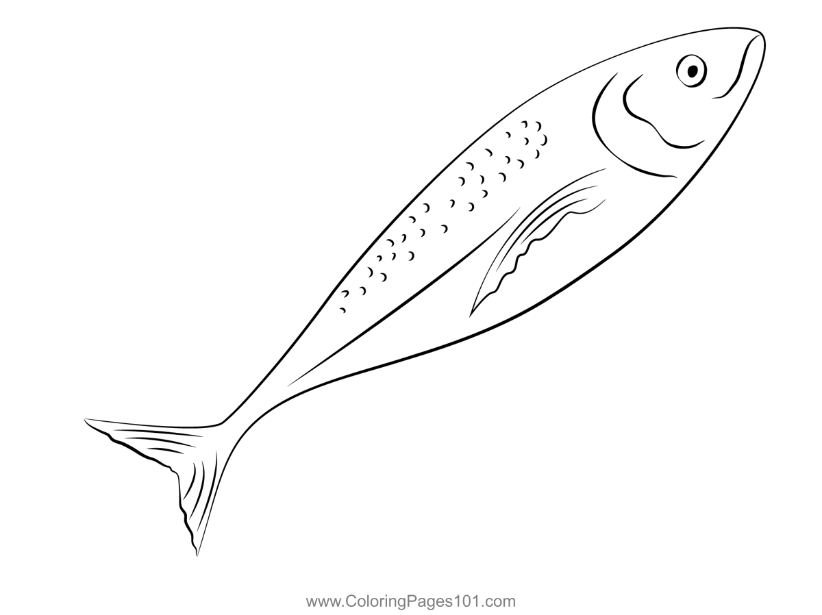 Indian Mackerel Fish