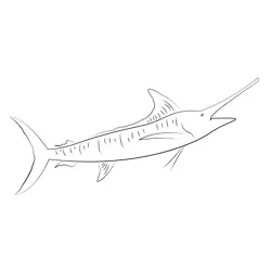 Blue marlin fish Free Coloring Page for Kids