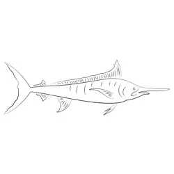 Marlin Fish Free Coloring Page for Kids
