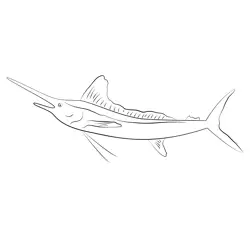 White Marlin Fishmount Large Free Coloring Page for Kids