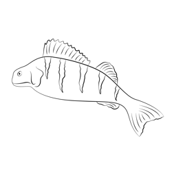 East Coast Perch Fishing Free Coloring Page for Kids