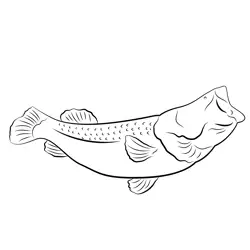 Perch Open Mouthed Free Coloring Page for Kids