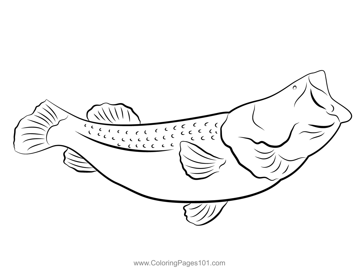 Perch Open Mouthed Coloring Page for Kids - Free Perches Printable