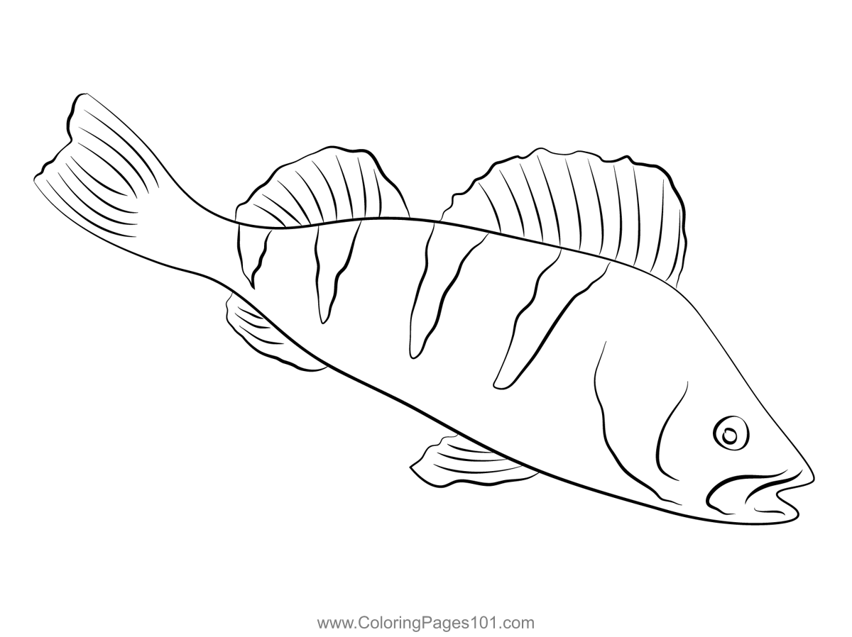 Perch Coloring Page For Kids Free Perches Printable Coloring Pages Perch Coloring Page For Kids Free Perches Printable Coloring Pages